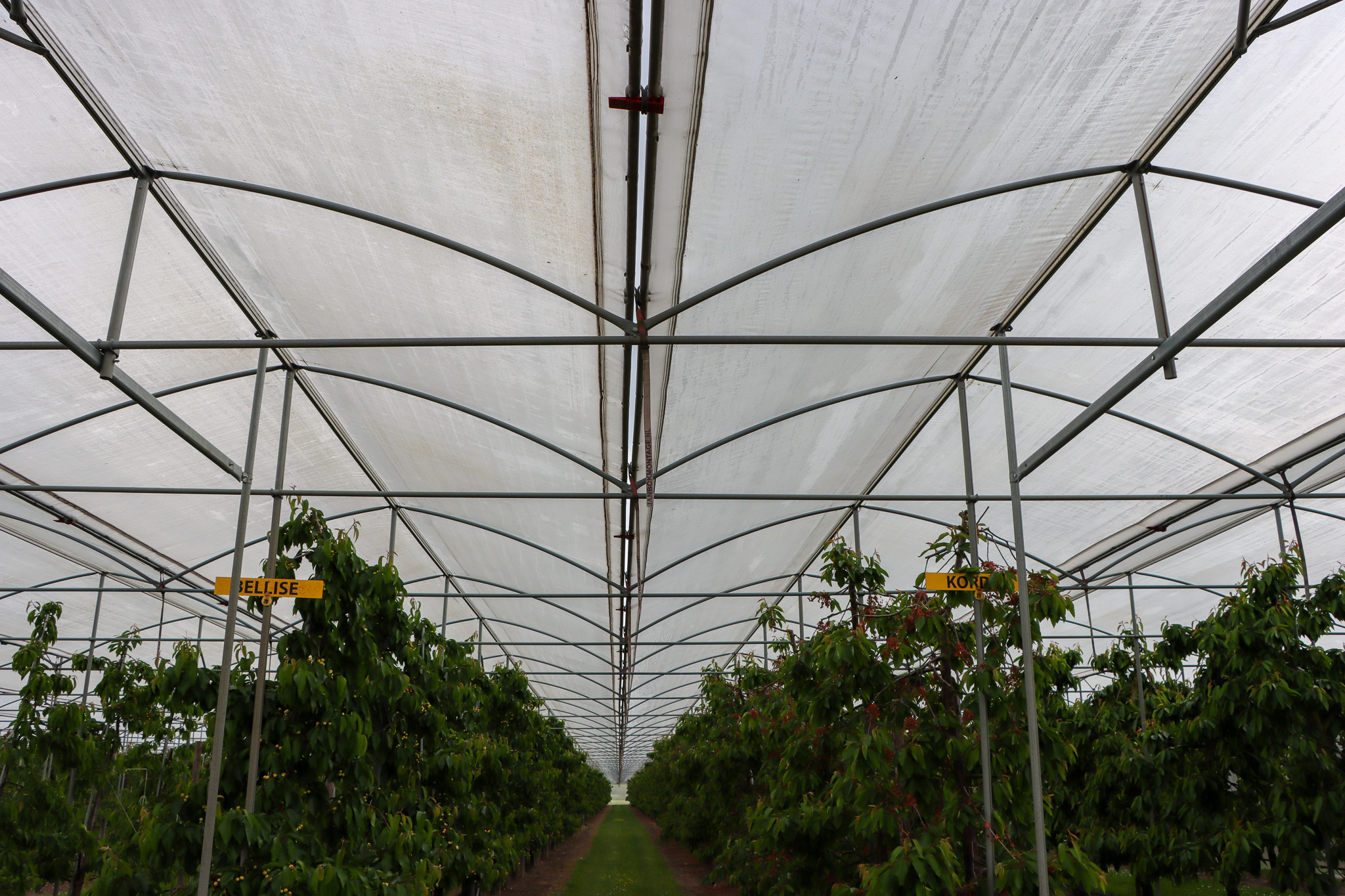 Hagelnetten boven een fruitboomgaard